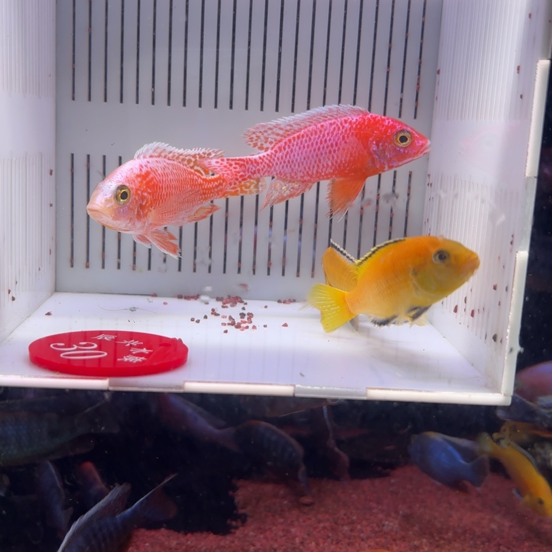 海***风慈鲷鱼直播30号4条