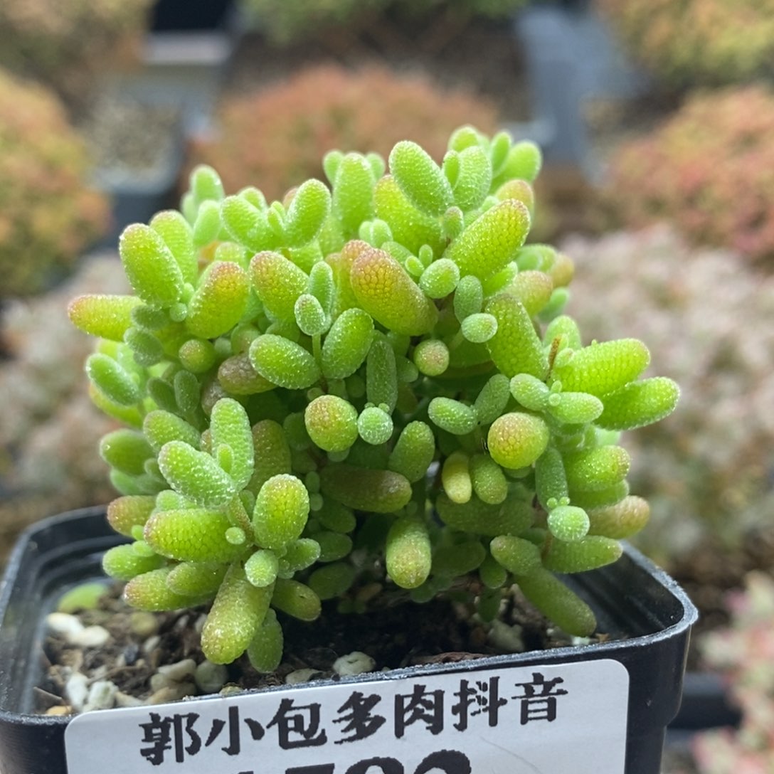 金橘糖球4582年后发货