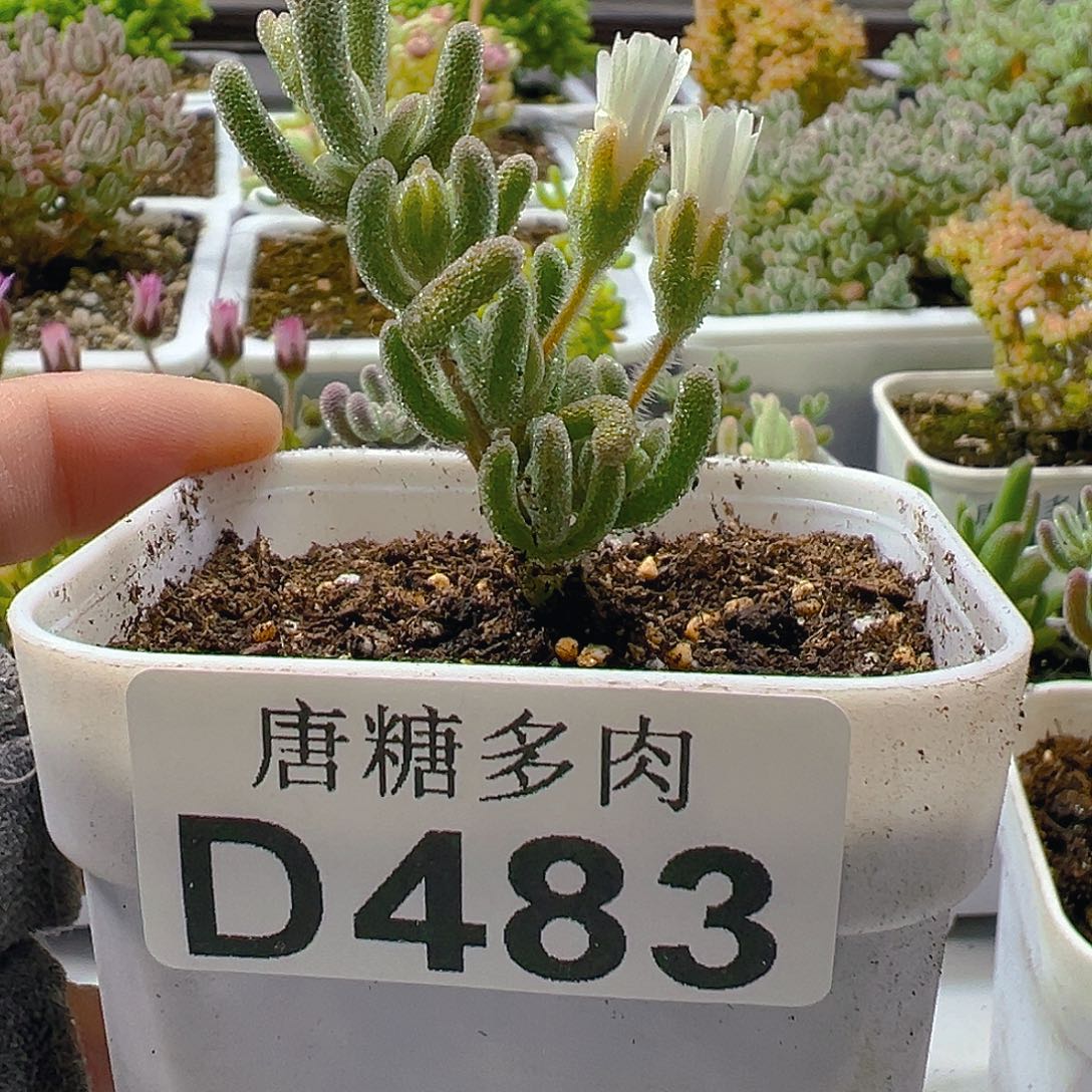 白闪光483。          