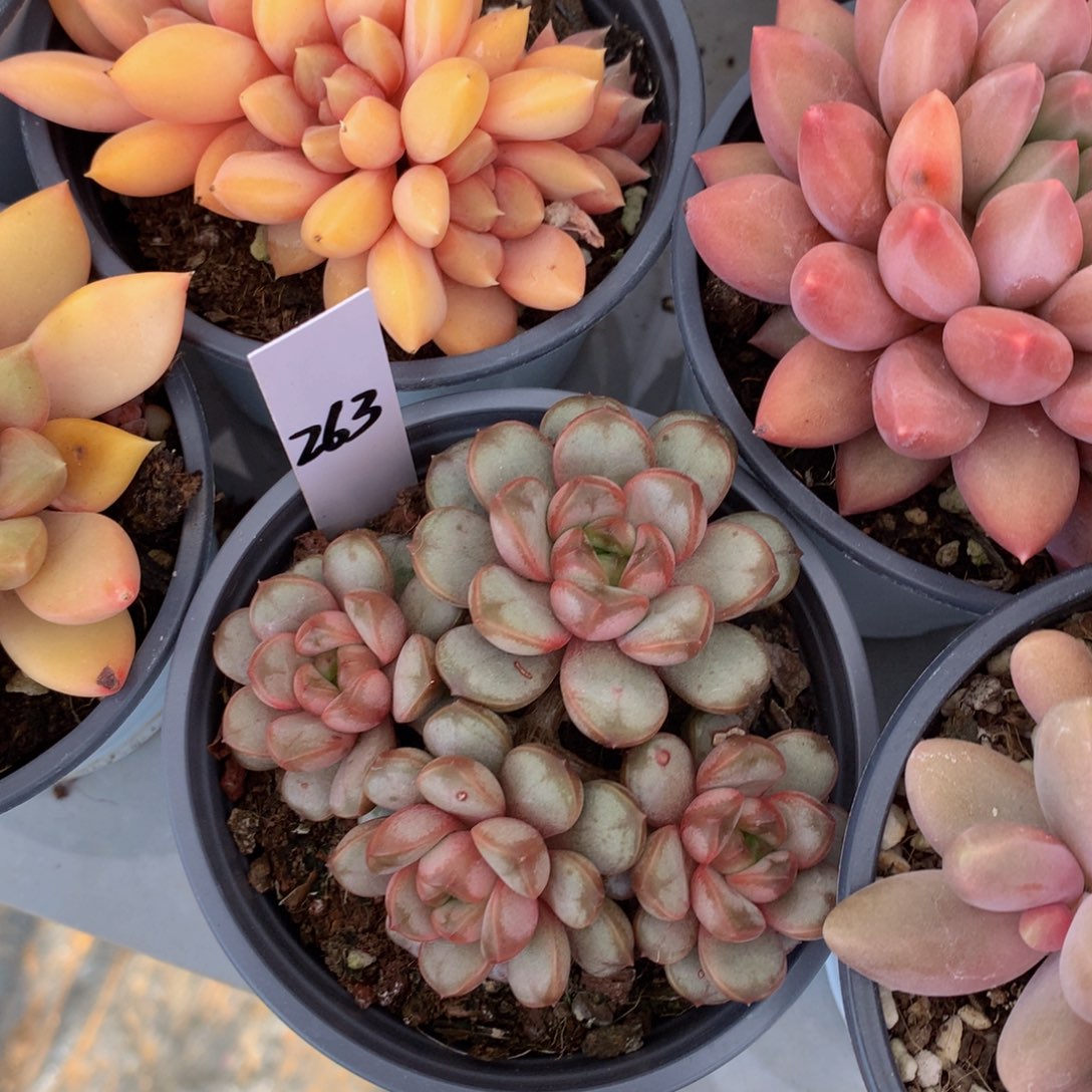 葡萄62626262636273