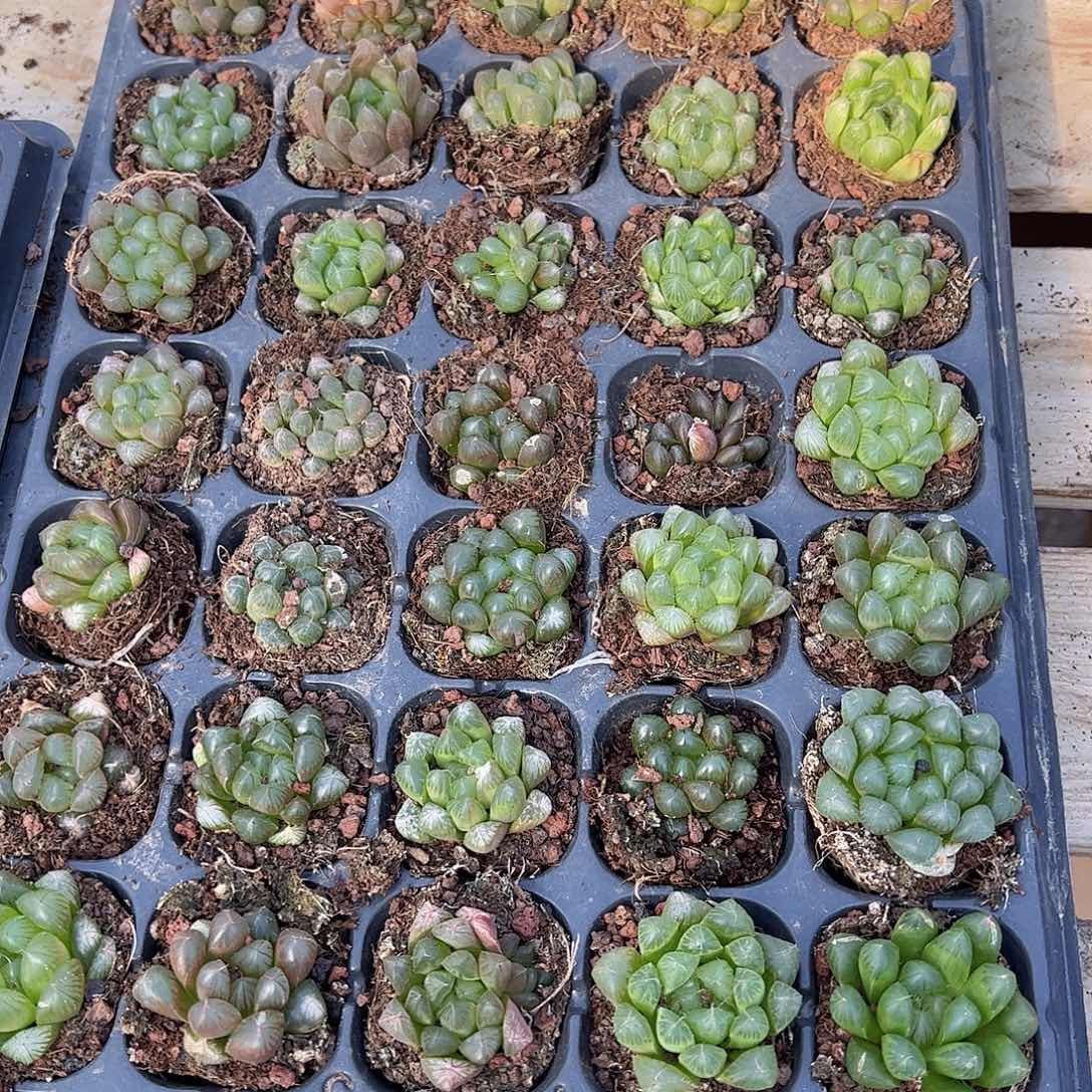 直播福利一物一拍瑕疵不售后63