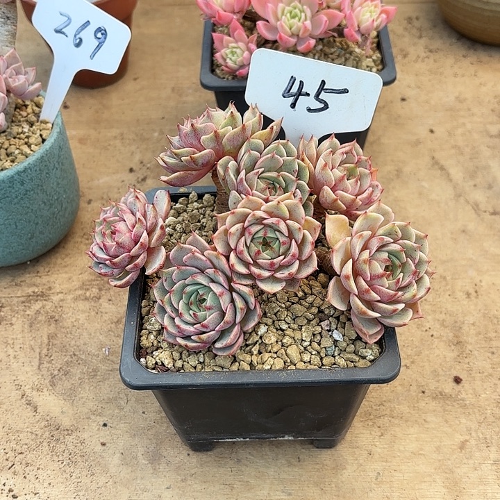 多肉植物，笨吧蒂斯45号