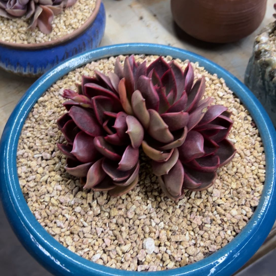 红灯88 零零多肉植物