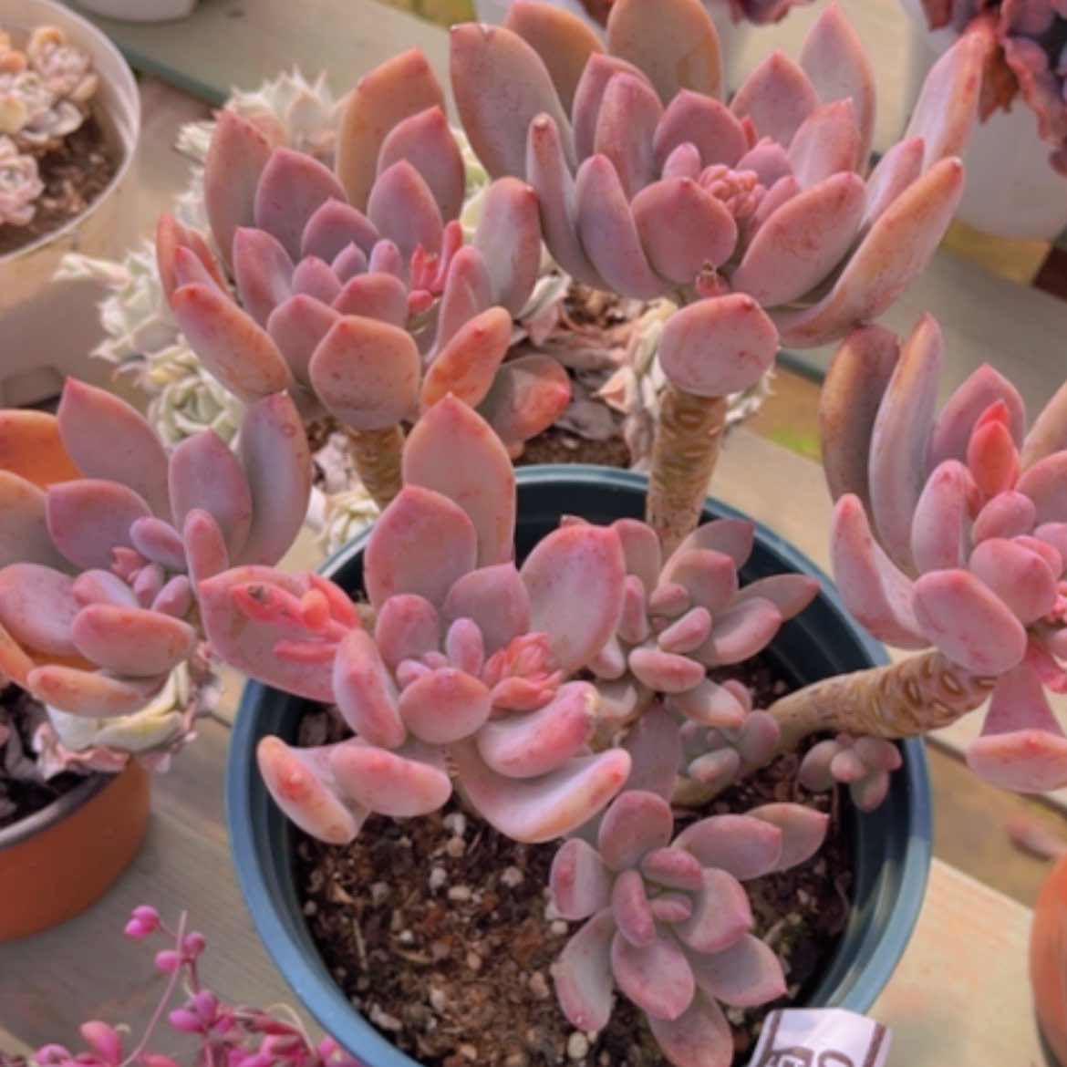 【闪购商品】灰姑娘1530