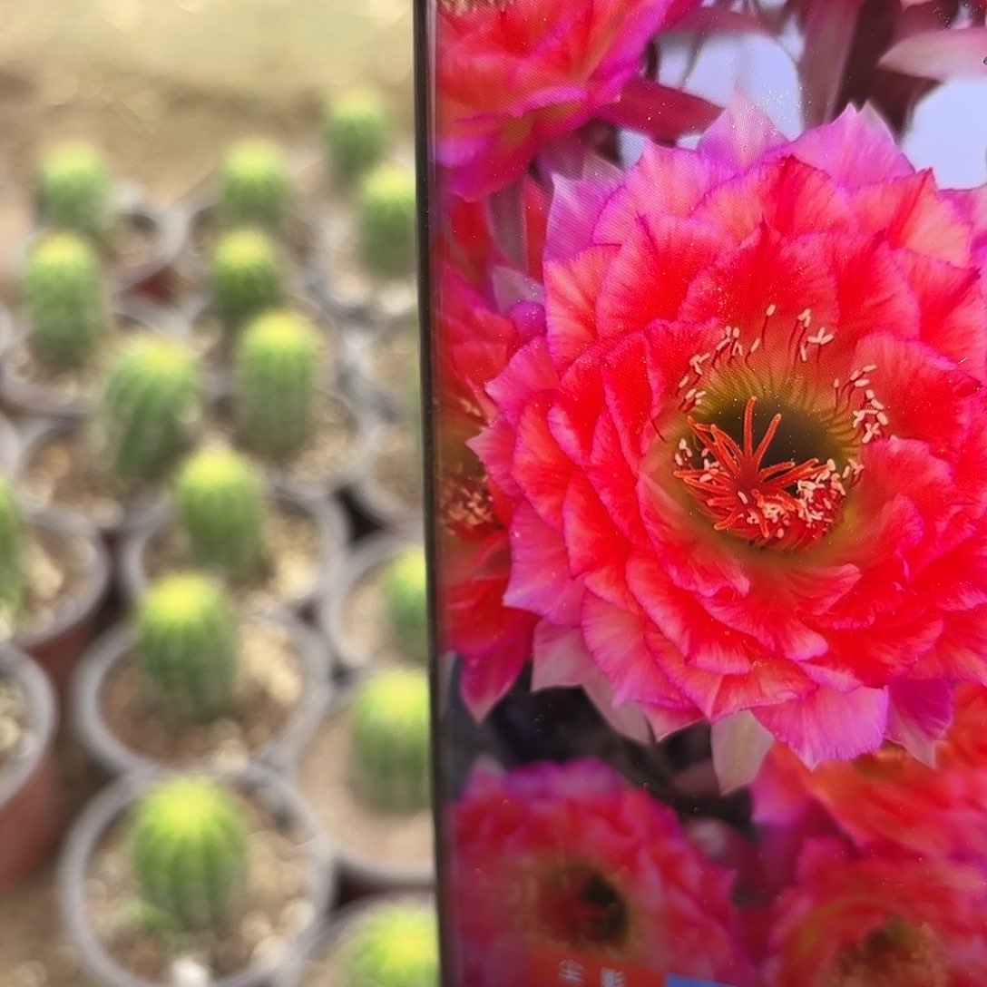 毛花立夏有根20包邮