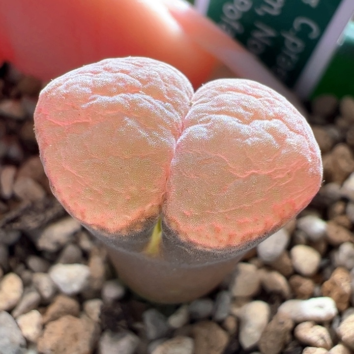 228  青蛙4年pnsp。    c10