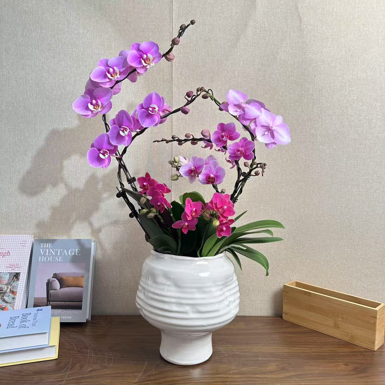 【花开富贵】大花型蝴蝶兰带花带盆组好发货乔迁送礼前台客厅