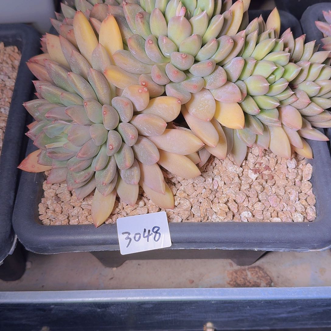 小**子3048象牙多肉植物