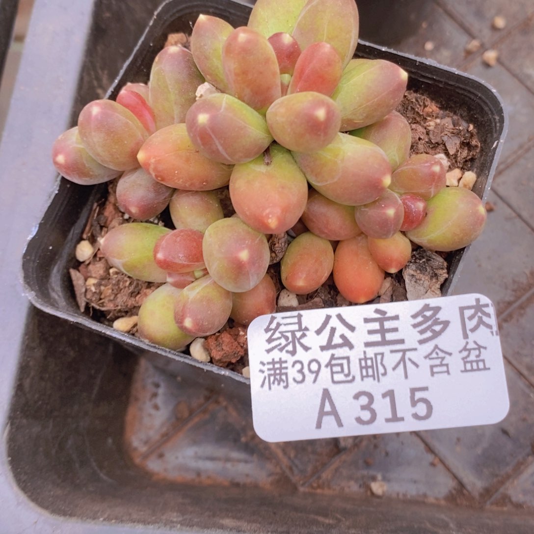 香蕉树6cm315多肉植物
