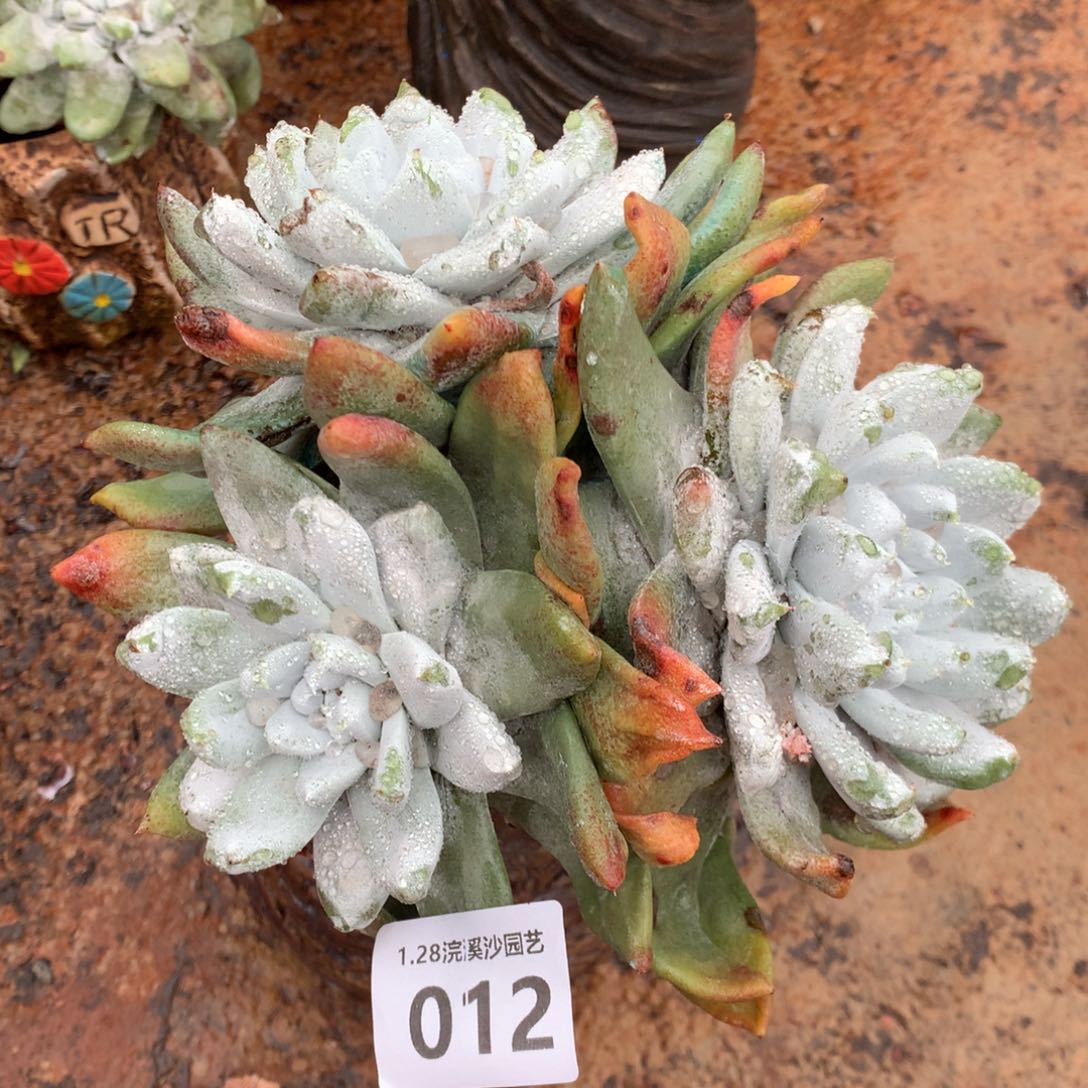 拇指，2月8日发货，新年快乐