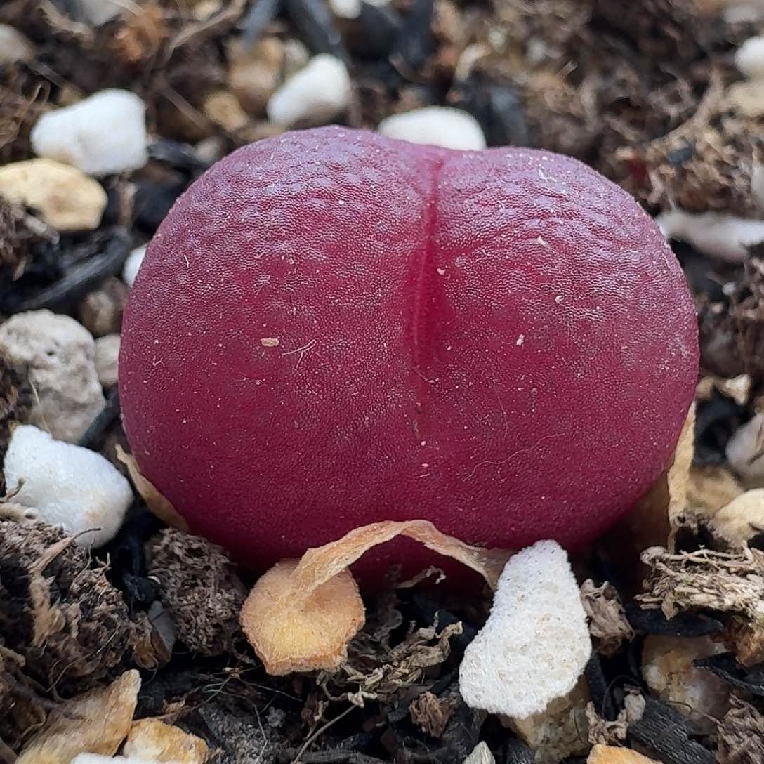 老马生石花吕红1844