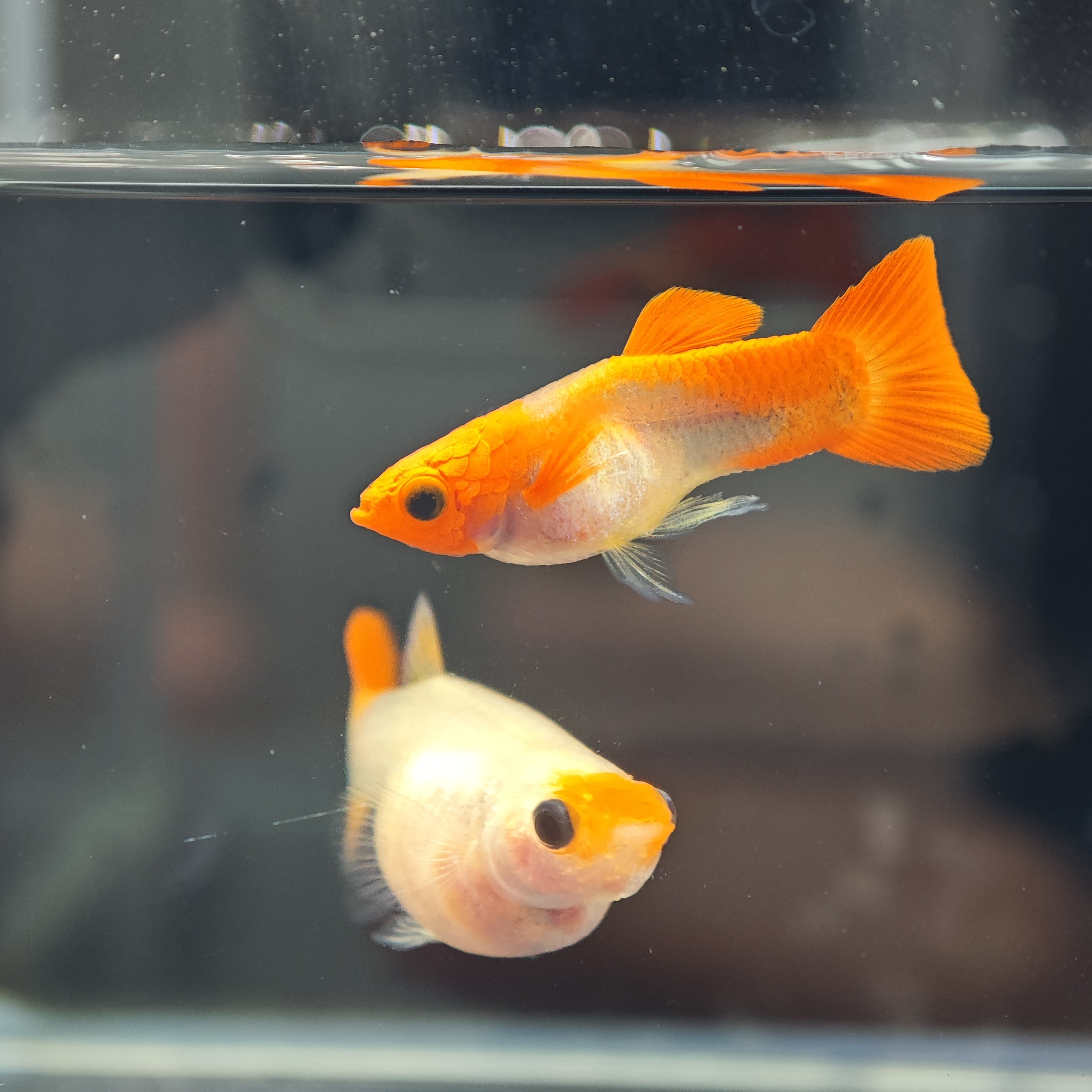 红头深海蓝玻璃猫小型热带孔雀鱼观赏鱼活体淡水好养耐活适合新手