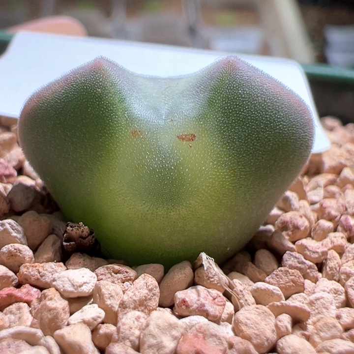 ***w674。青蛙2年大眼睛88折后价