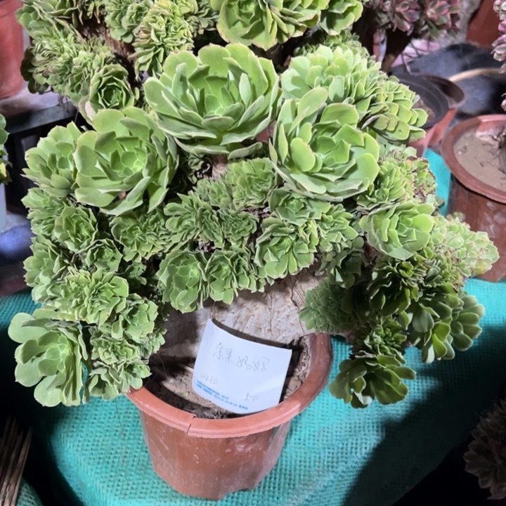 余***妈多肉植物绿羊绒缀