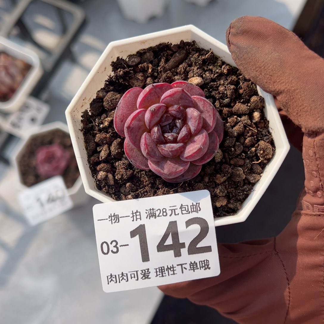 黑天鹅多肉多肉多肉多肉