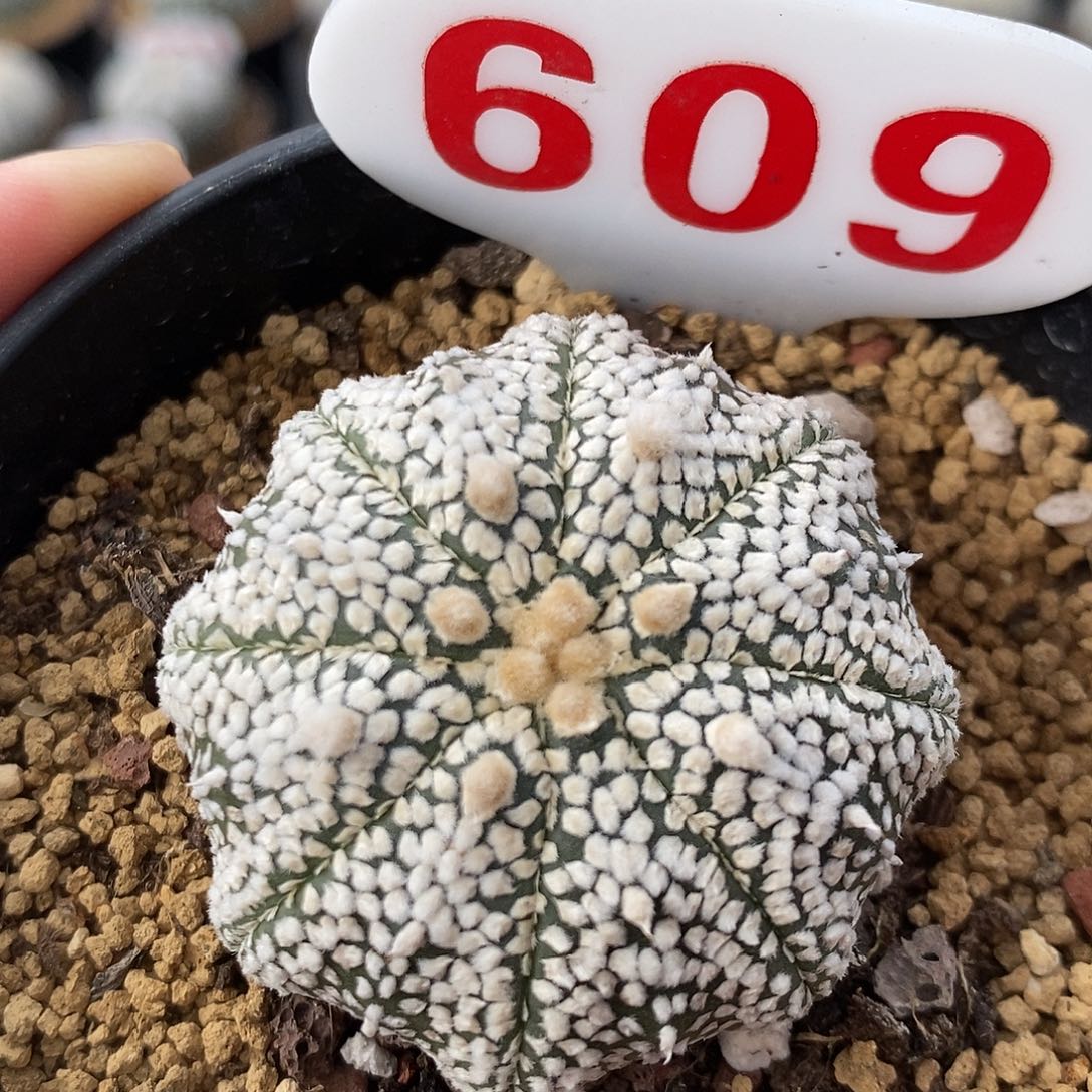 609海星奇迹系列产品系列