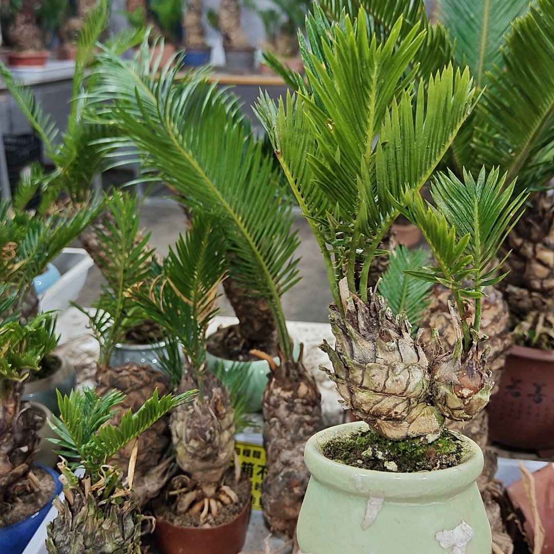 无花朵白鳞铁盆景基地价