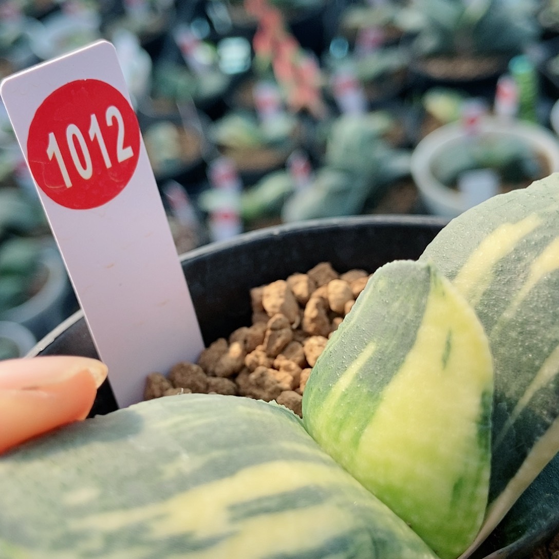 五**歌1012卧牛实生锦带盆发货