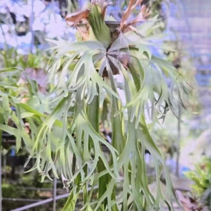 AT7板植  热植 绿植