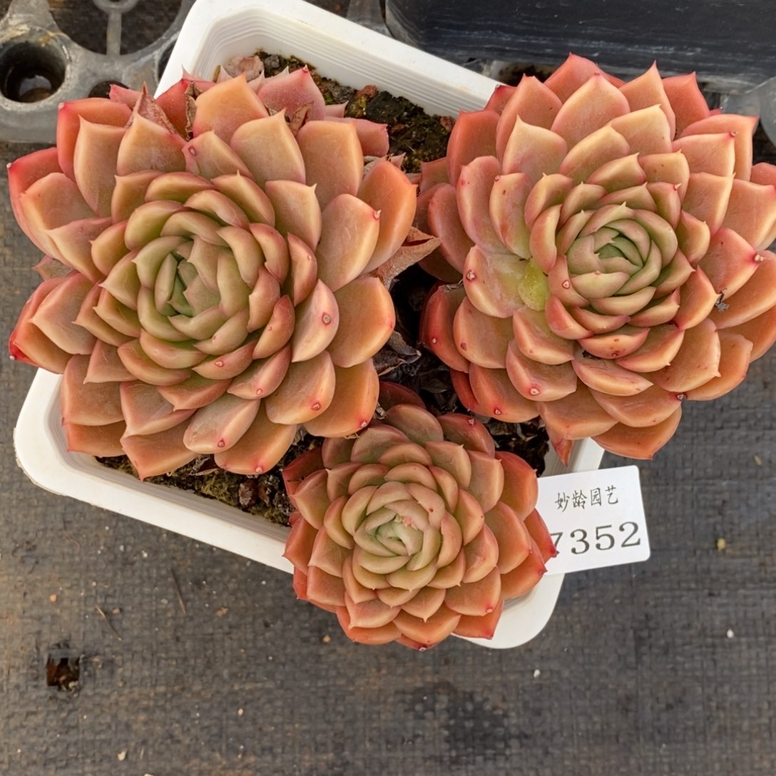 7352杂交多肉老桩