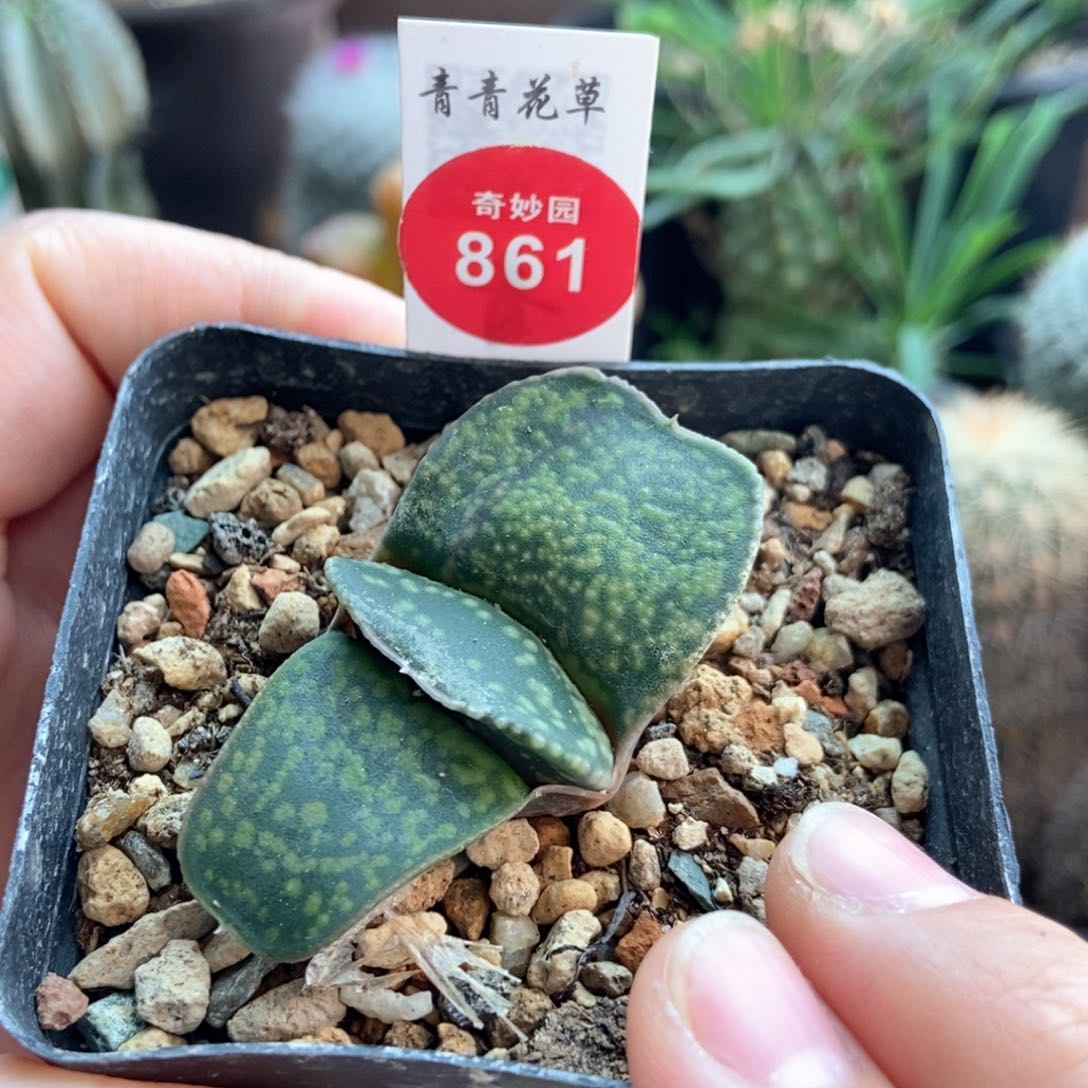 蝴蝶叶恐龙卧牛6698