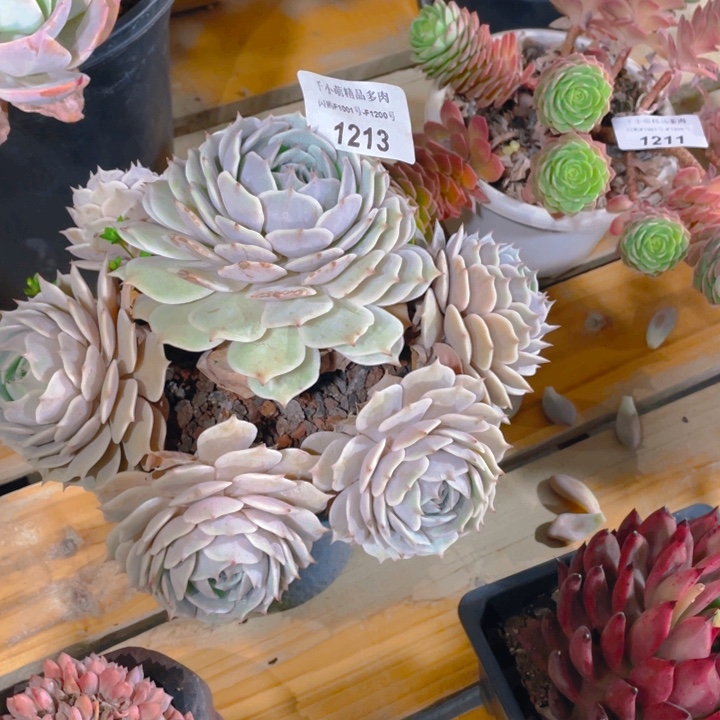 谢谢你的支持000001213