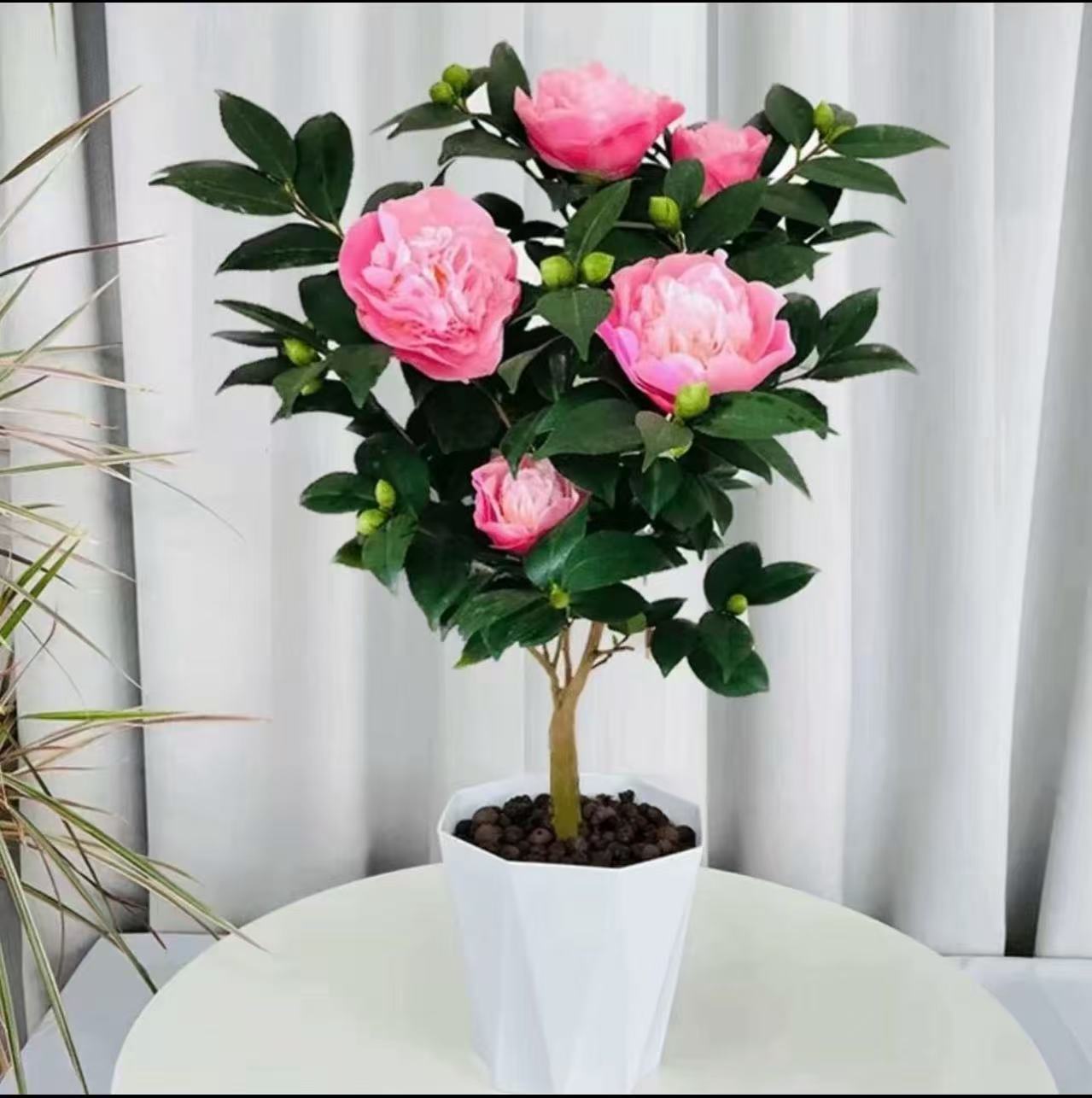 香妃山茶花盆栽盆景绿植山茶花卉植物基地带花苞发货首页有图