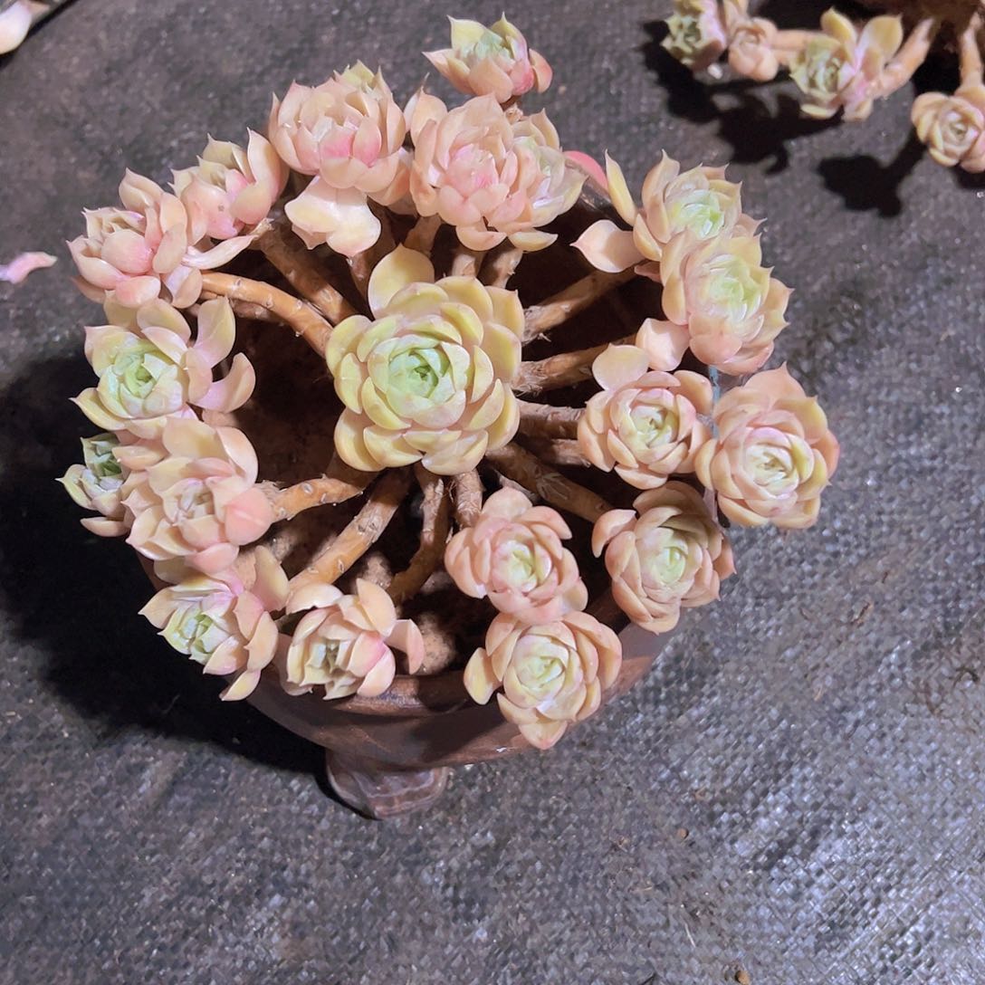 瞳*粉昂斯诺，泡沫球发货，