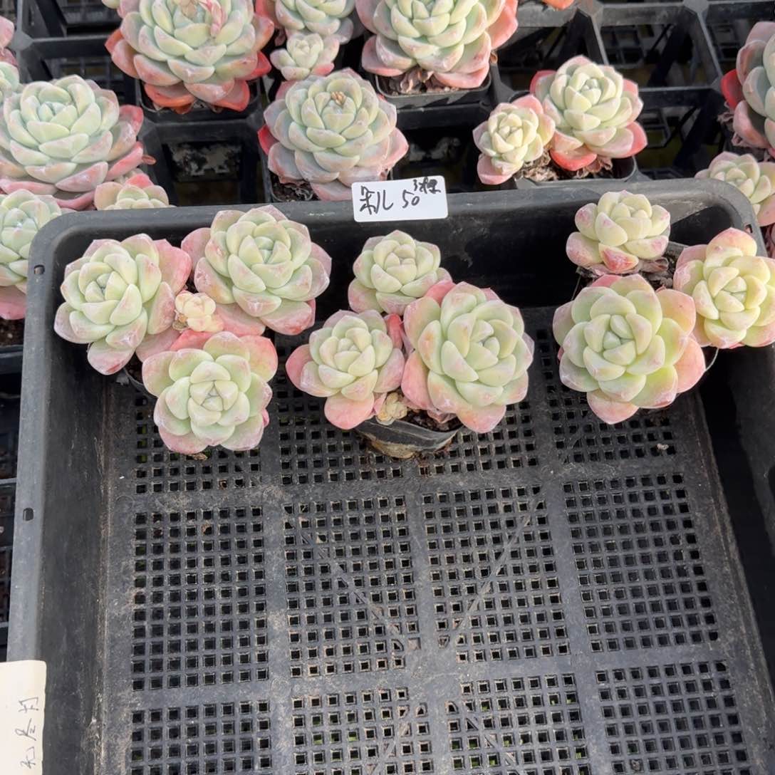 朵**.朵儿冰玉3头50