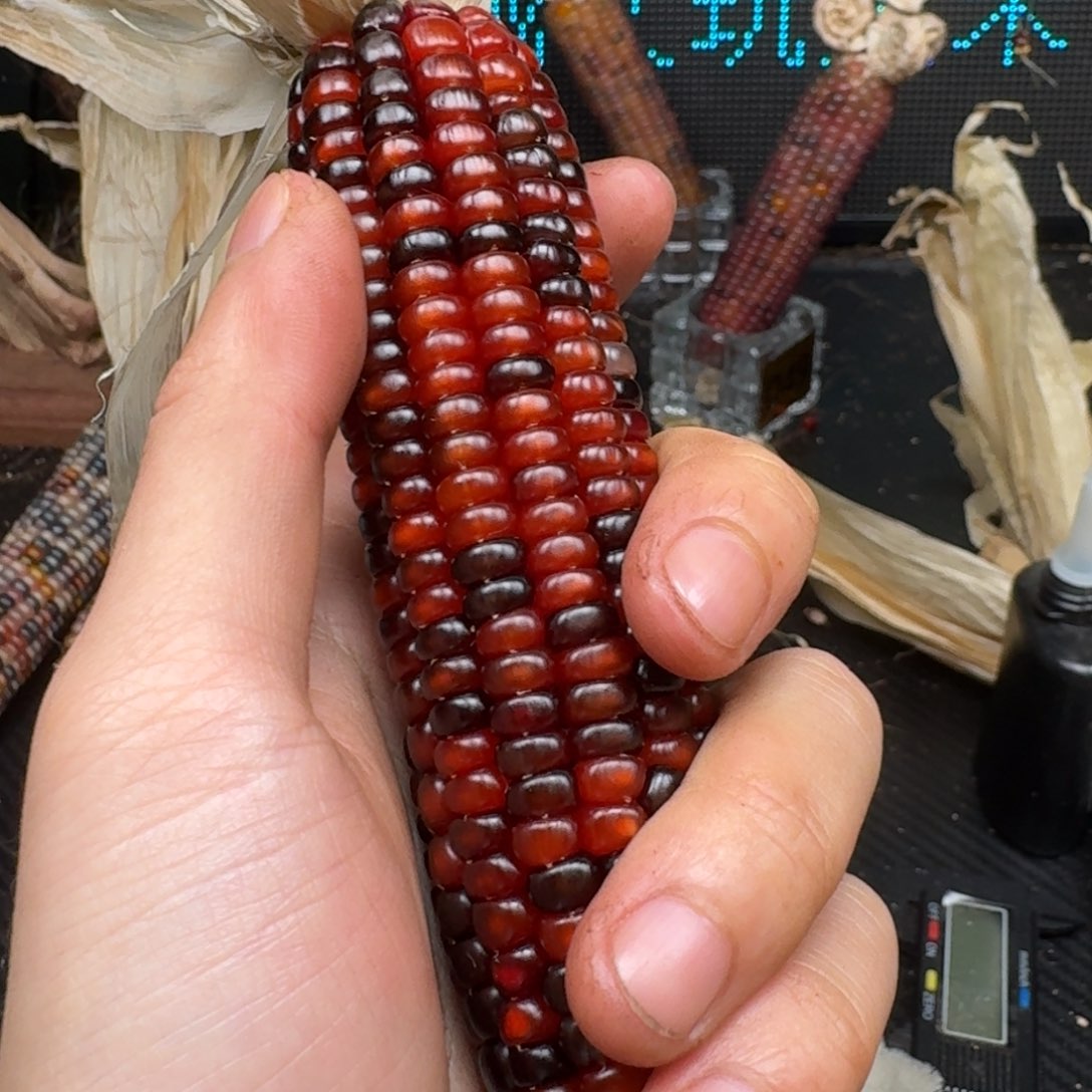 柏香籽/百香籽吊坠米*