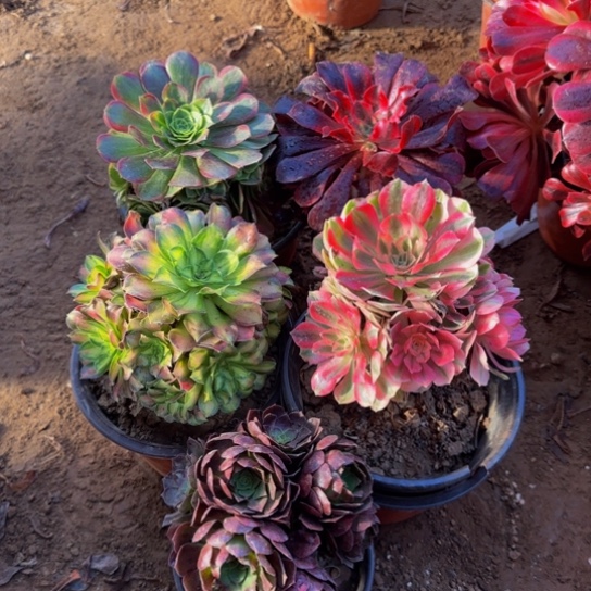 法师5棵19.8多肉植物