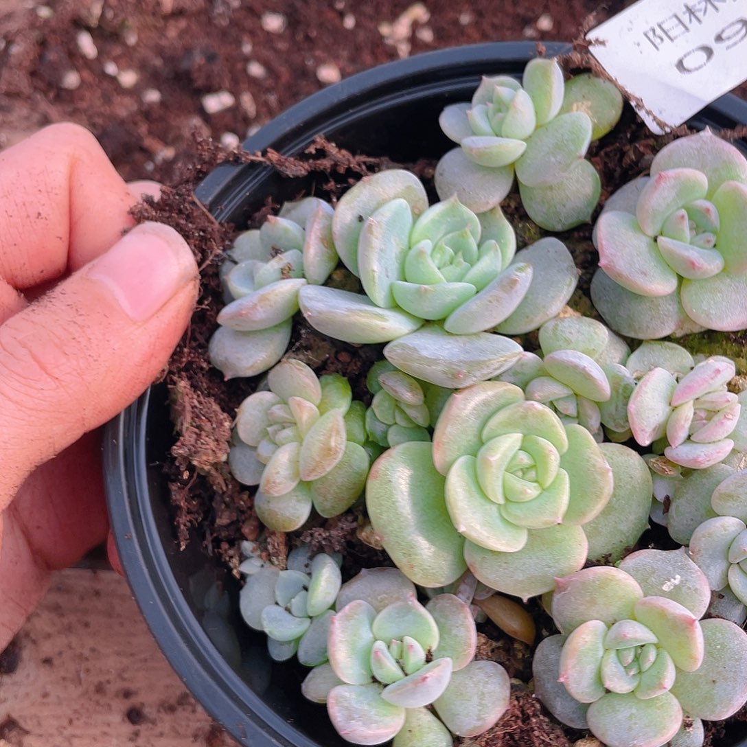 多肉植物多肉植物956