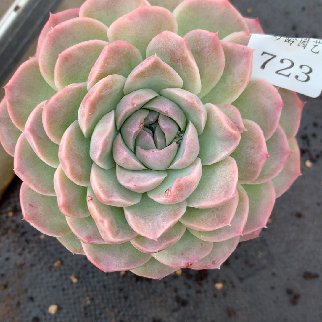 723杂交多肉11厘米