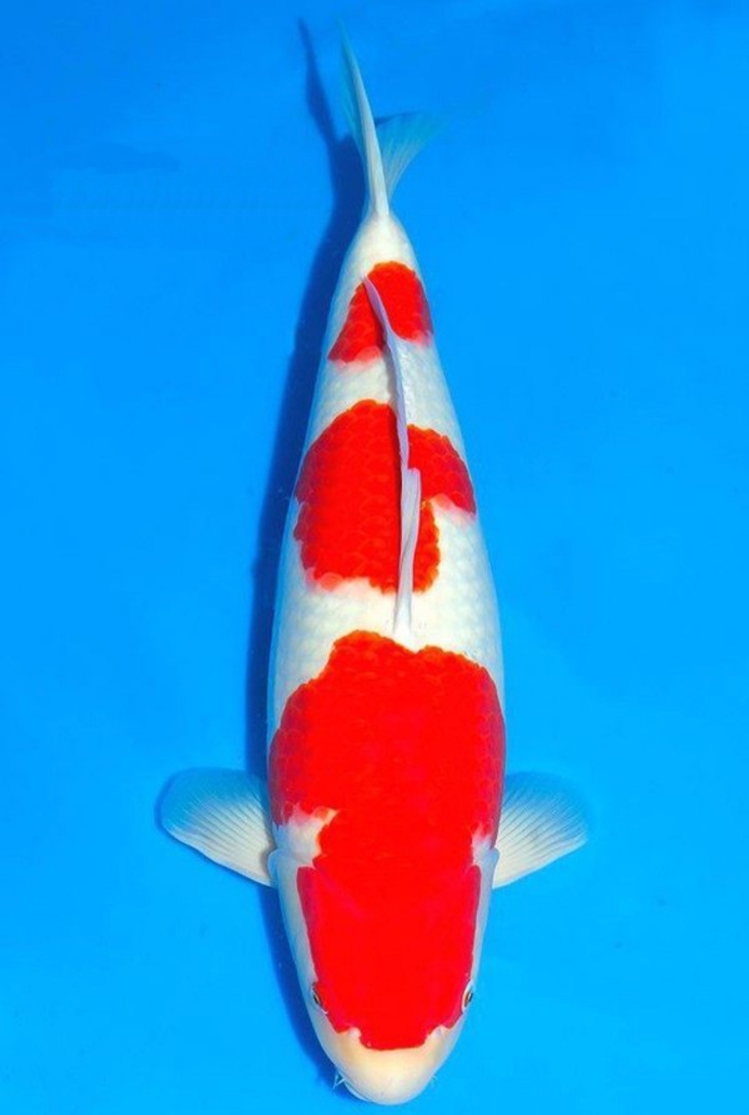 冷水养殖观赏鱼活体锦鲤红白/浅黄/茶鲤/昭和/绯写/白写多品种