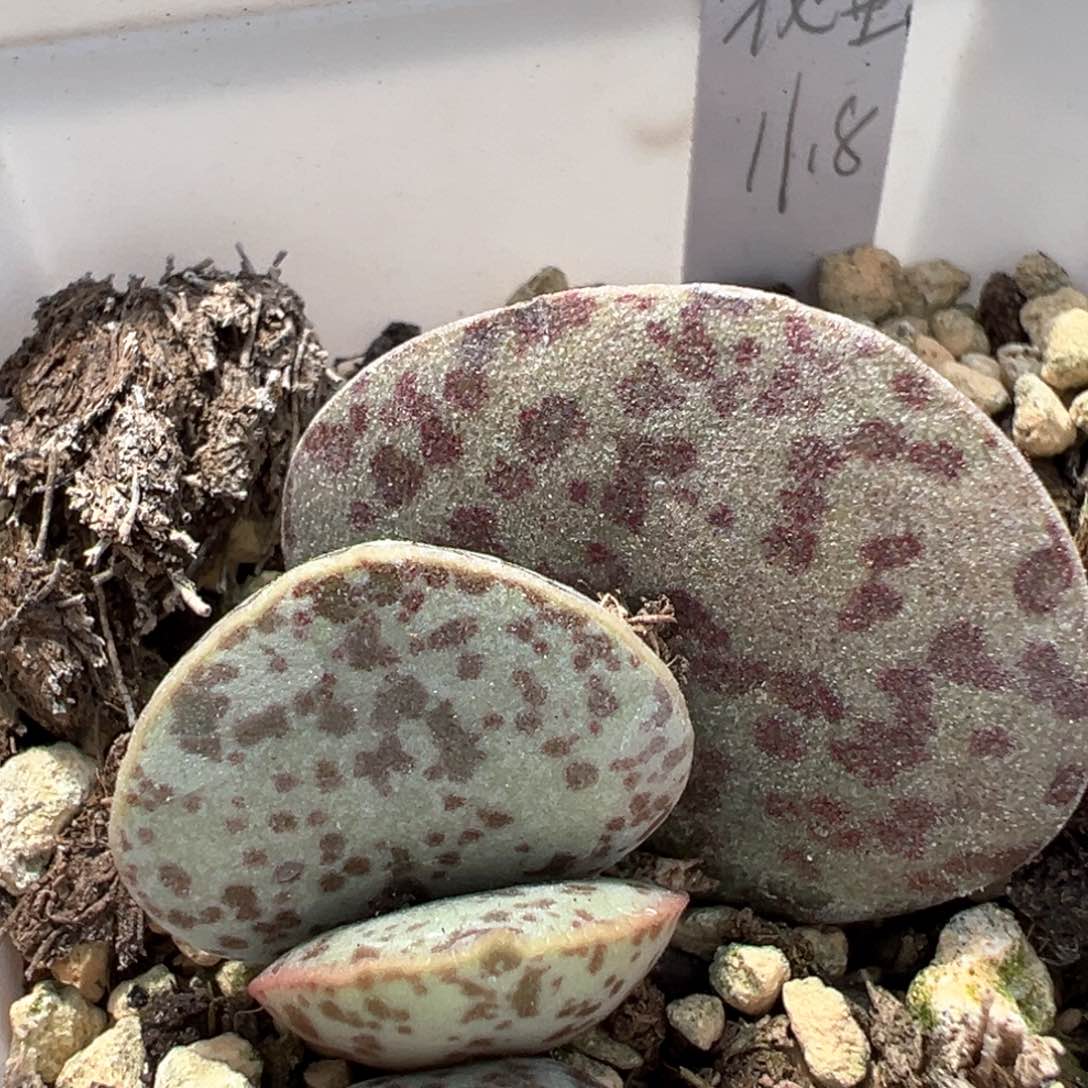 花蛋多肉植物水泡