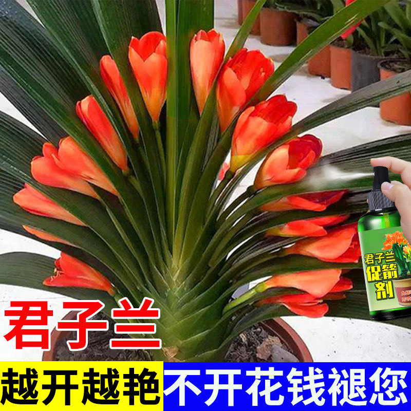 君子兰促箭剂【免稀释】防止君子兰夹箭促花治黄叶不对称壮根营养液