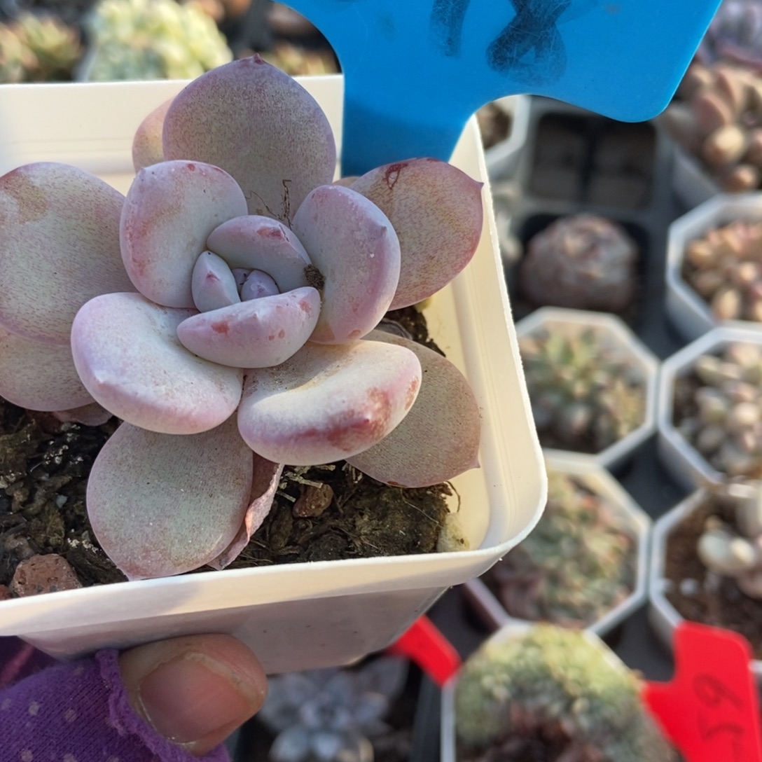 848奶茶多肉植物多肉