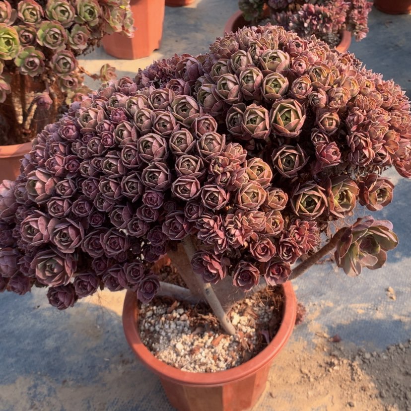 【闪购商品】瑕疵800