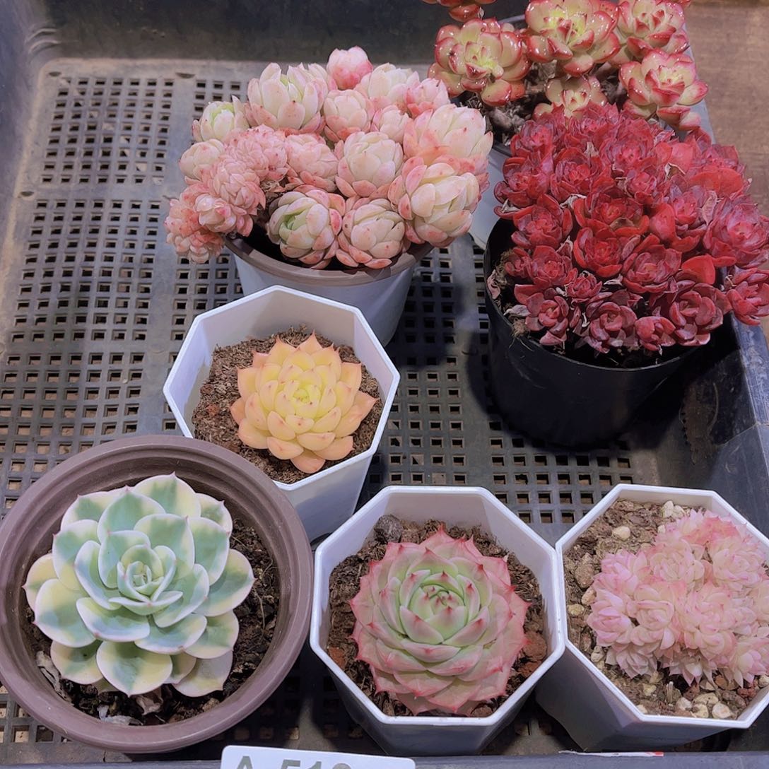 多肉519多肉植物