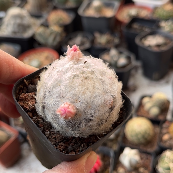 仙人球一物一拍实生