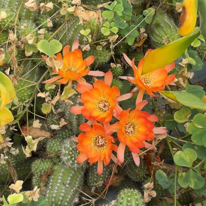 矮胖白檀778侧芽一个