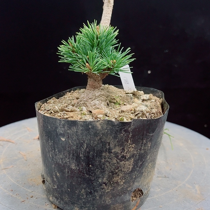 阿***花无花朵国宝五针松实物