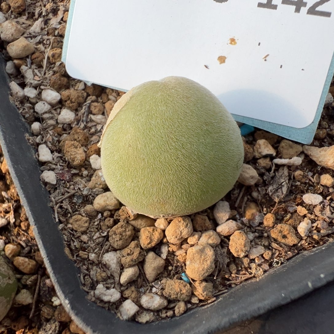 风***生18-142肉锥多肉植物