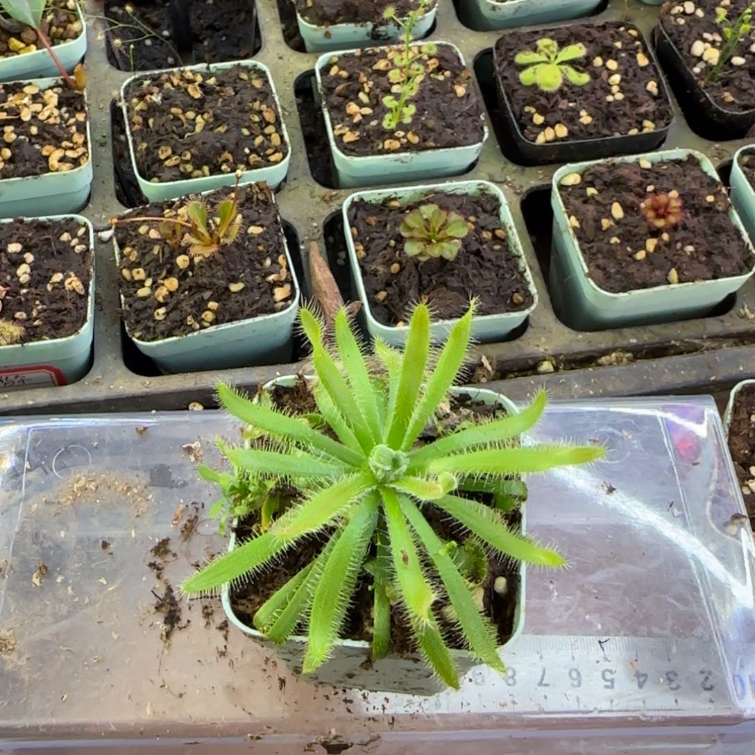 完全开放阔叶茅膏菜