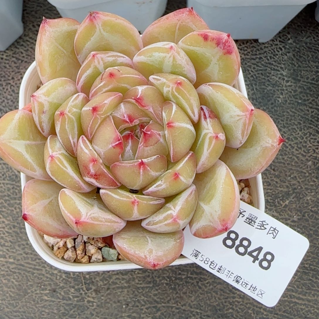 雪花珍妮，8848多肉