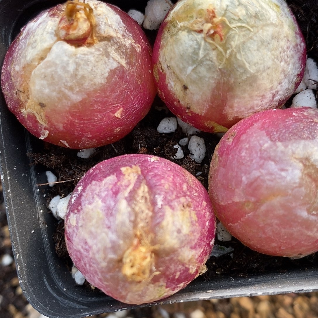 母本大灯泡有瑕疵2颗。    