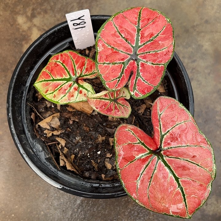 81-0218呀哈哈彩叶芋广东现货