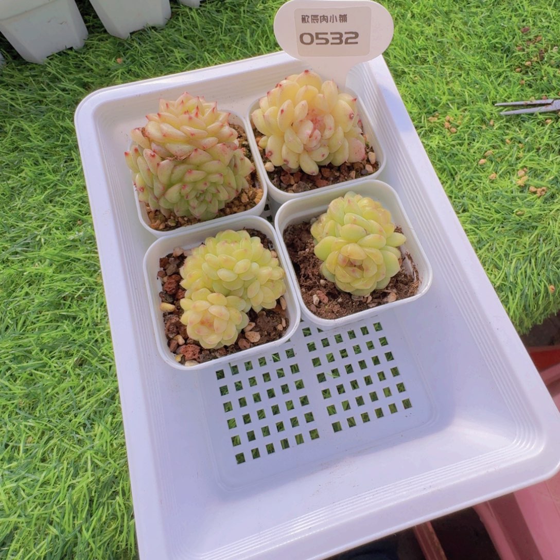 星****多肉植物杂交一筐0532