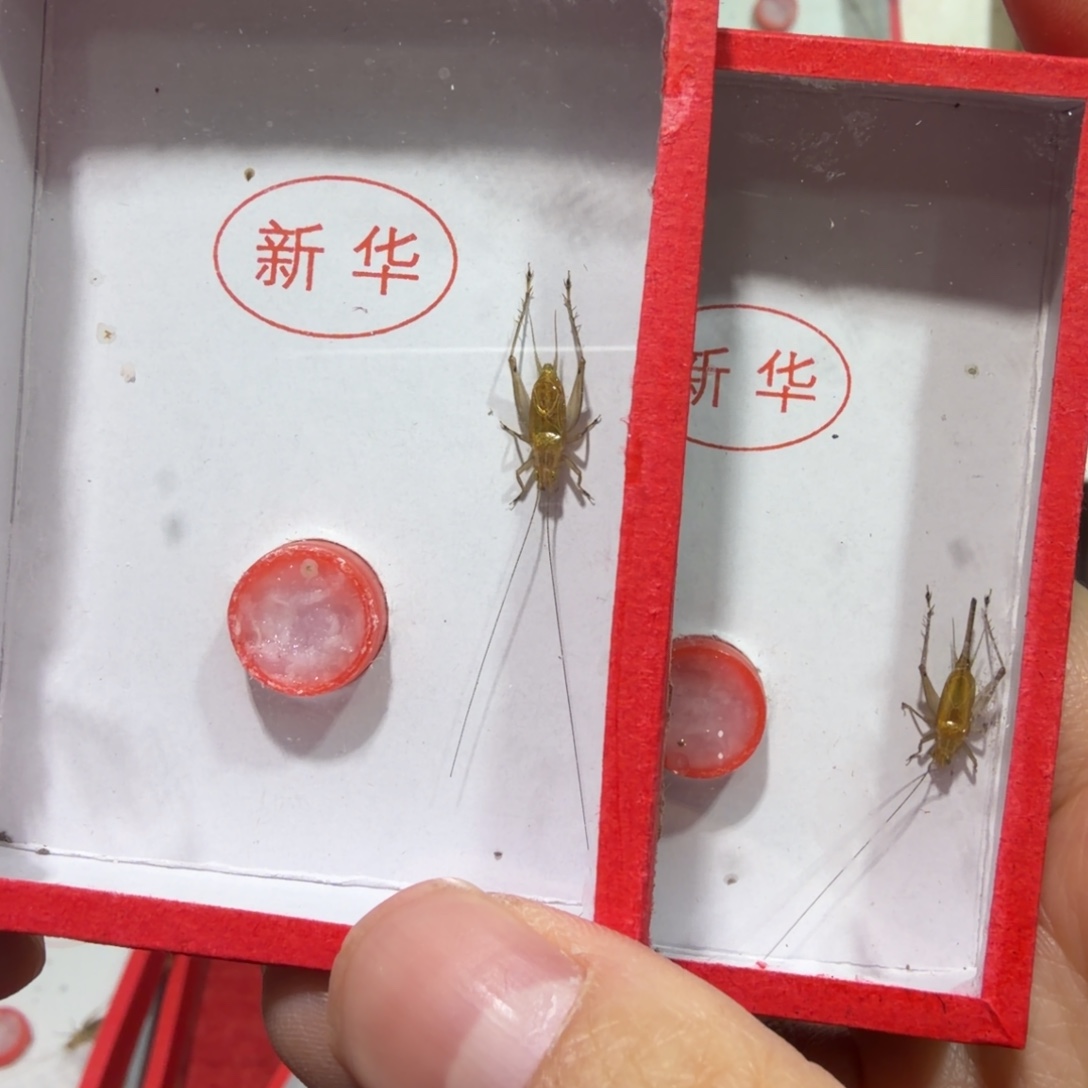 蟋蟀新华冬黄蛉二条
