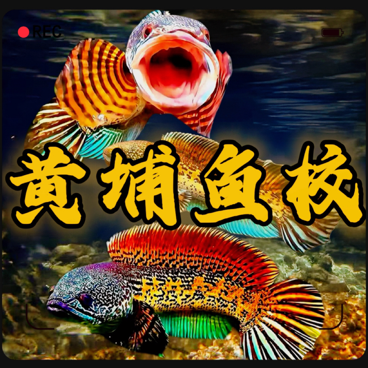 【黄埔鱼校】雷龙鱼精挑高品质